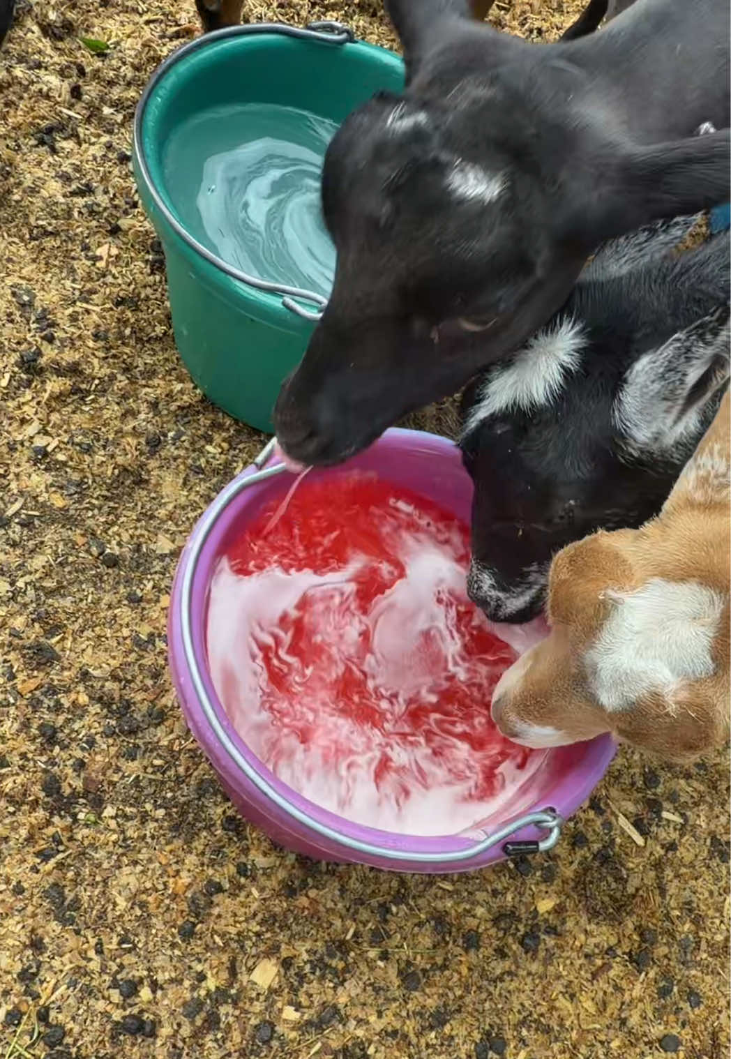 @bonnie.brook.farm