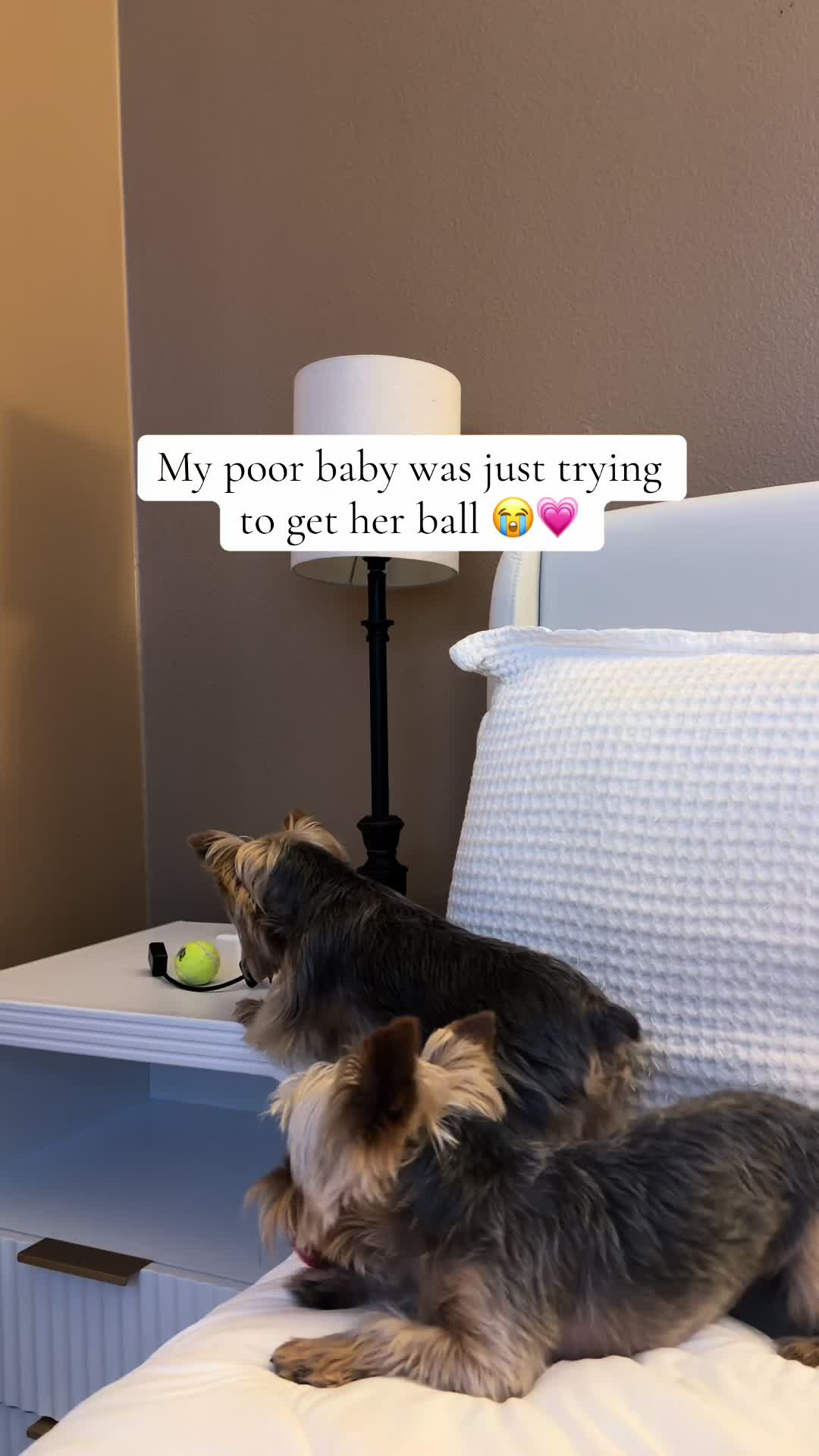 @Milo & Mia 🐾