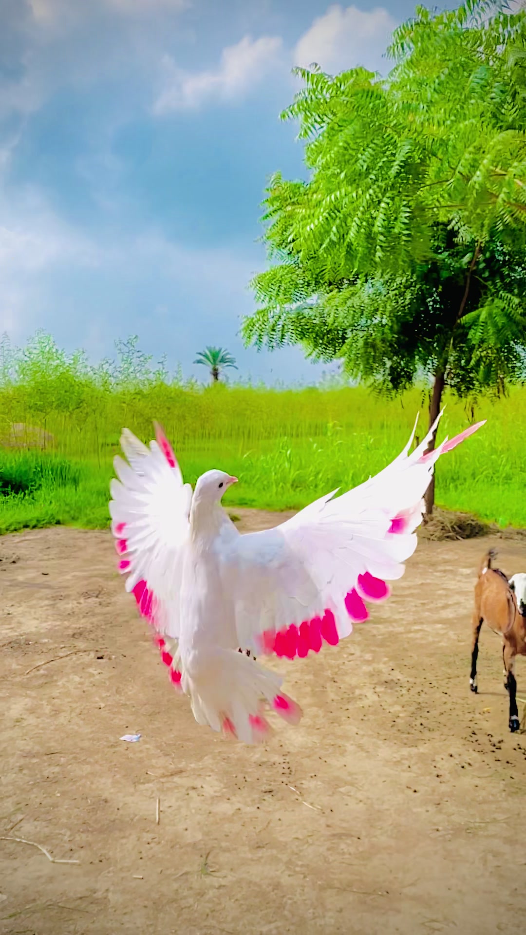 @♥مرتضیٰ سیال🌠