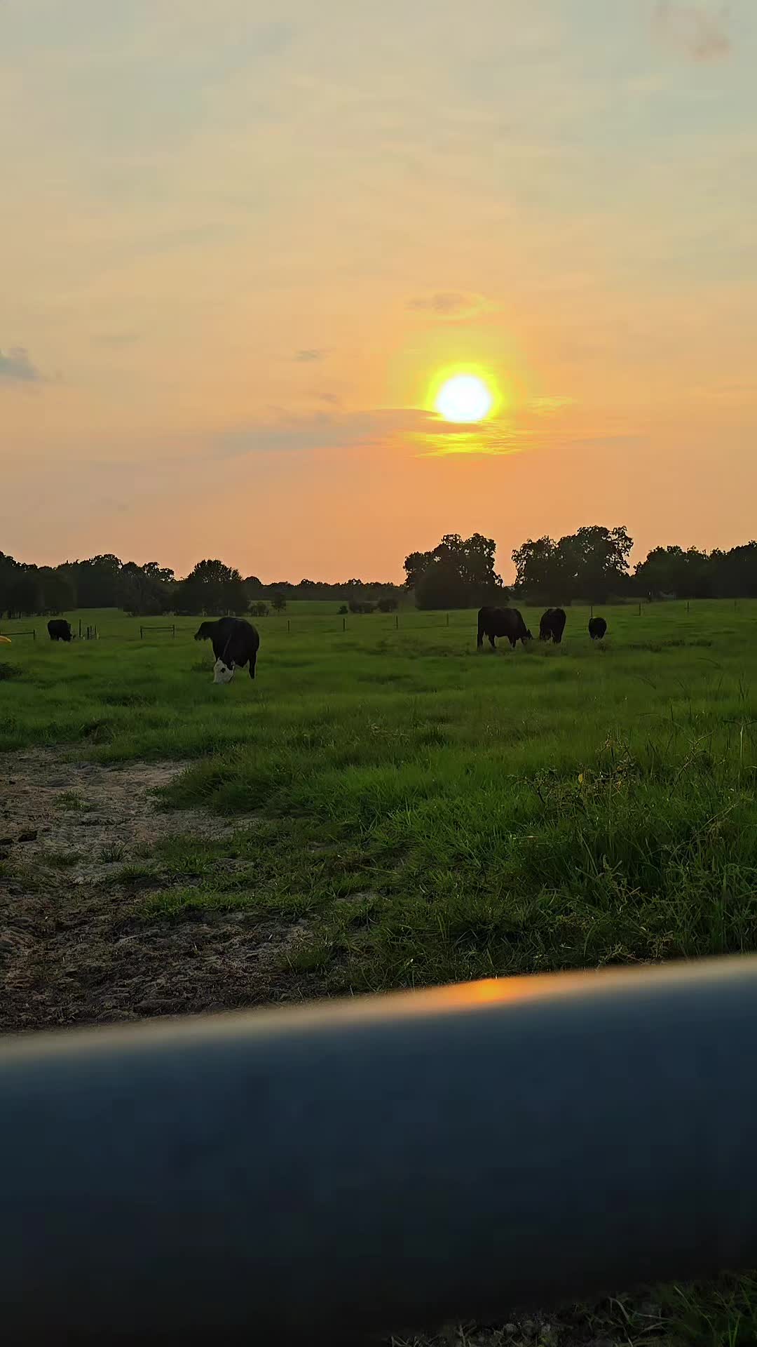 @M.I. CATTLE CO.