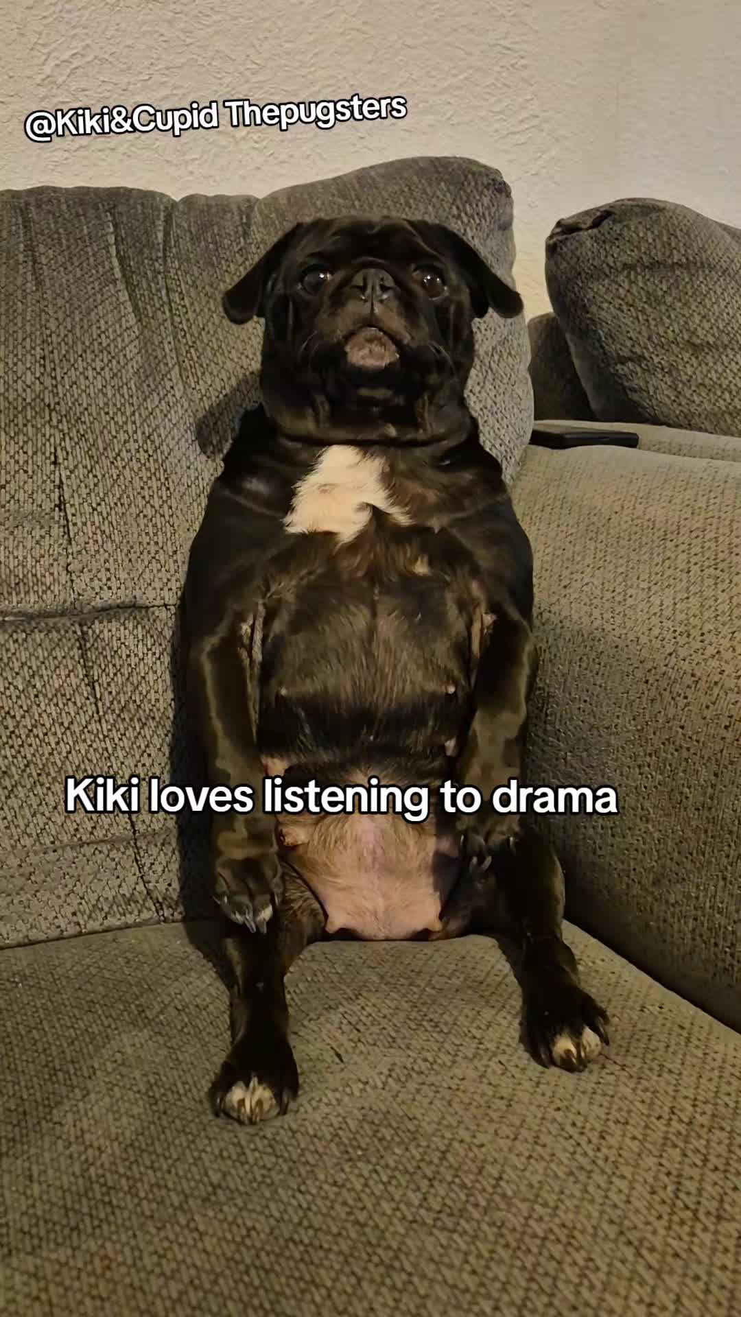 @Kiki&Cupid Thepugster
