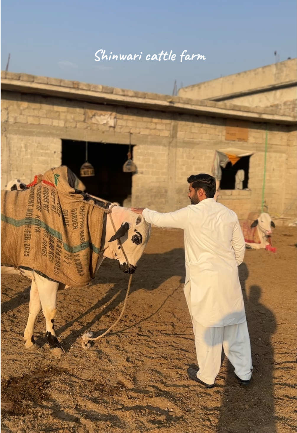 @Shinwari Cattle Farm