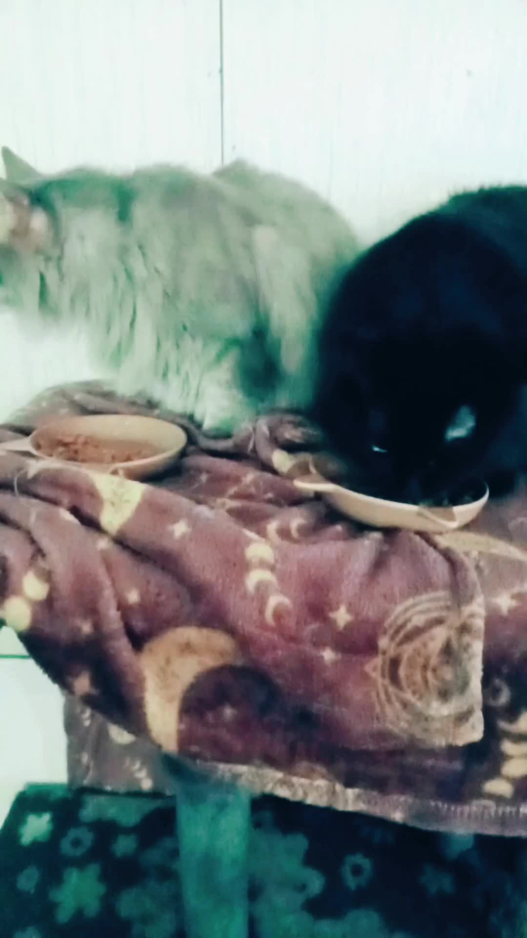 @The Metal Cat Dad!🐈🐈&zwj;⬛🐾🤘