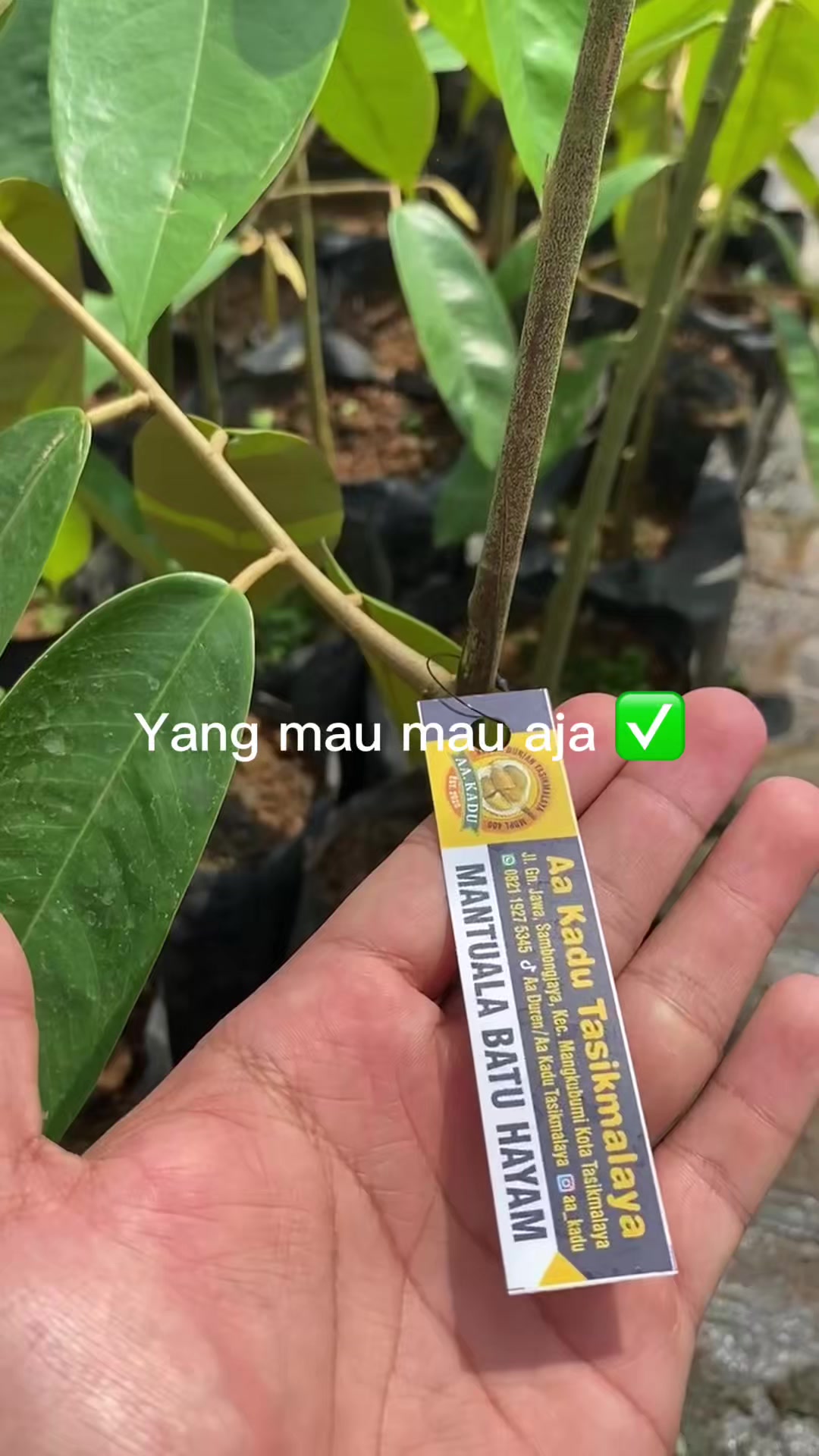 @AA KADU