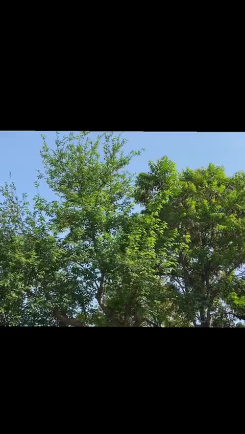 @hamzoo khan