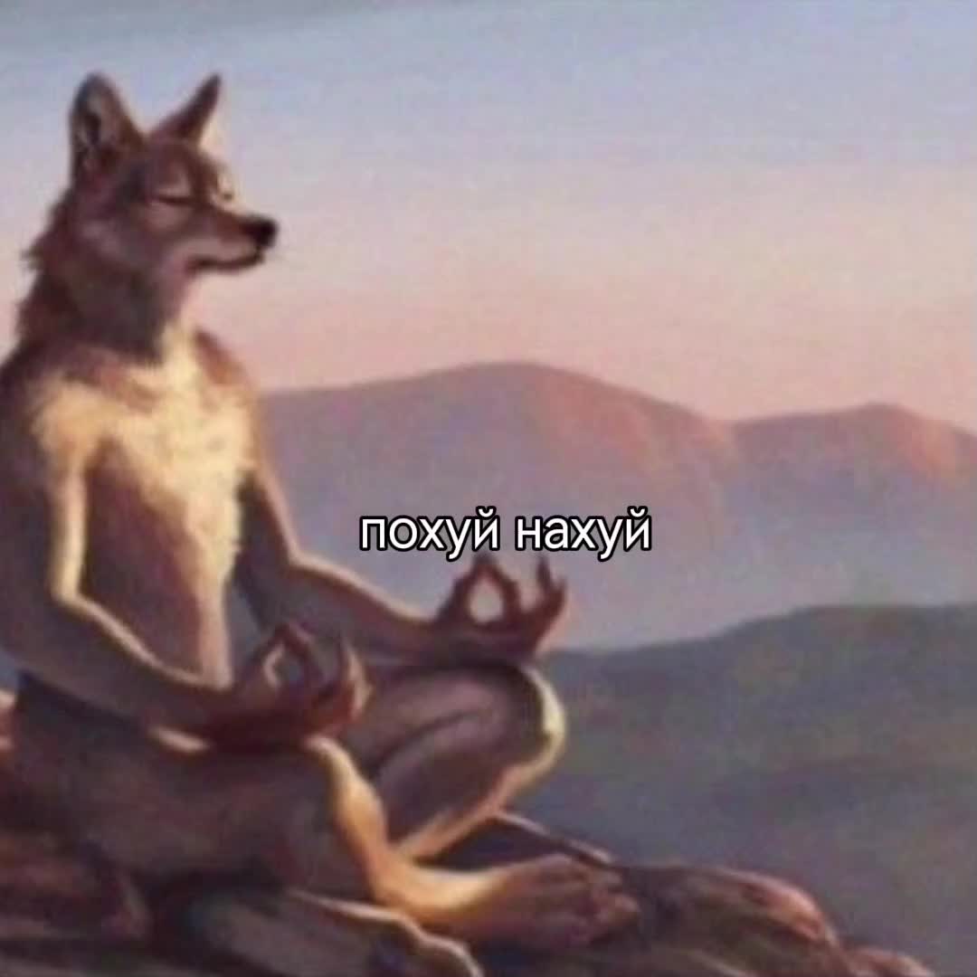 @кошка