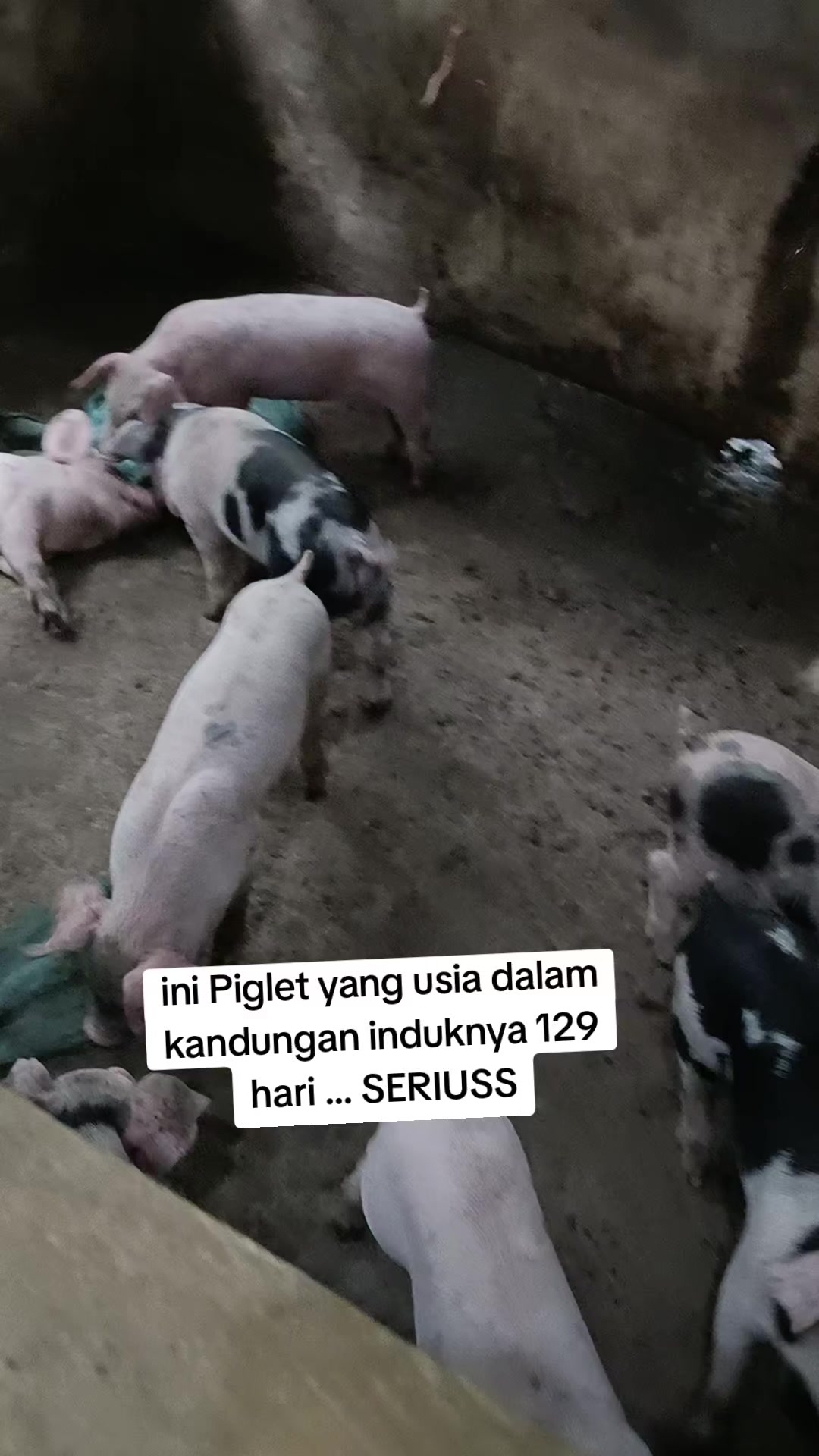 @mama Brigita