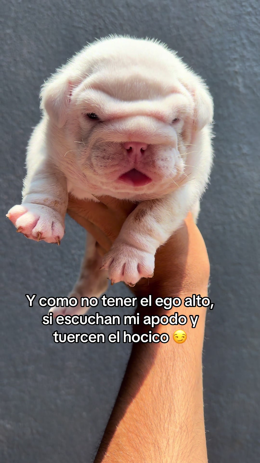 @Destroyers Bulldogs