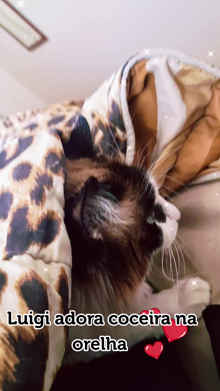 @MagdaAmoAnimais😾🐶🕊