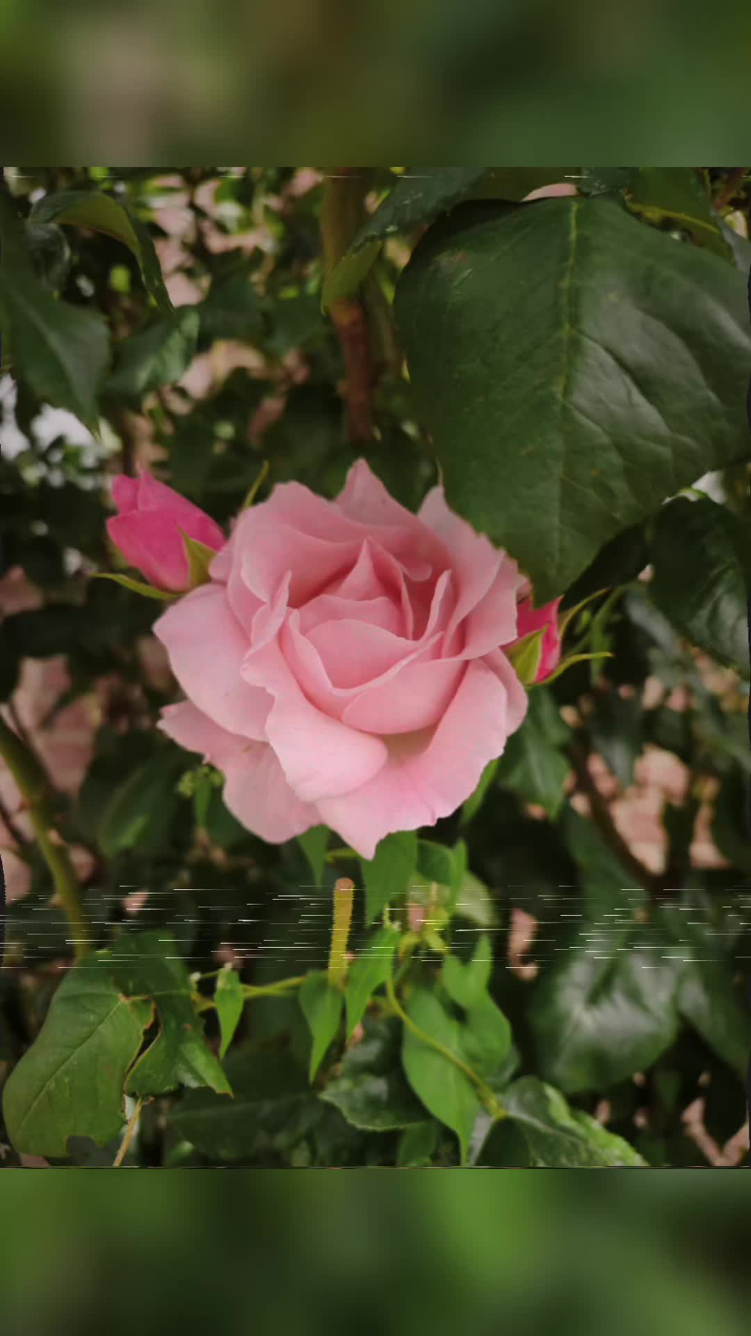 @vituksa11