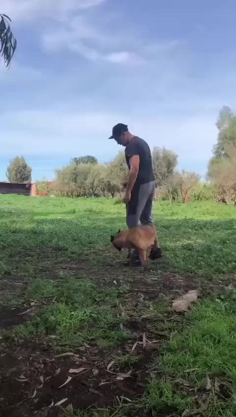 @canicorsoftmalinois