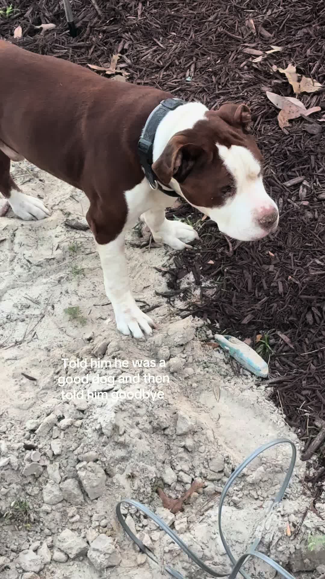 @obs_jerry🦆