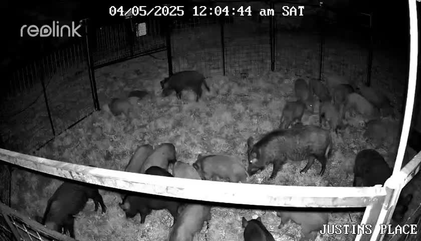 @Hog Brothers Custom Hog Traps