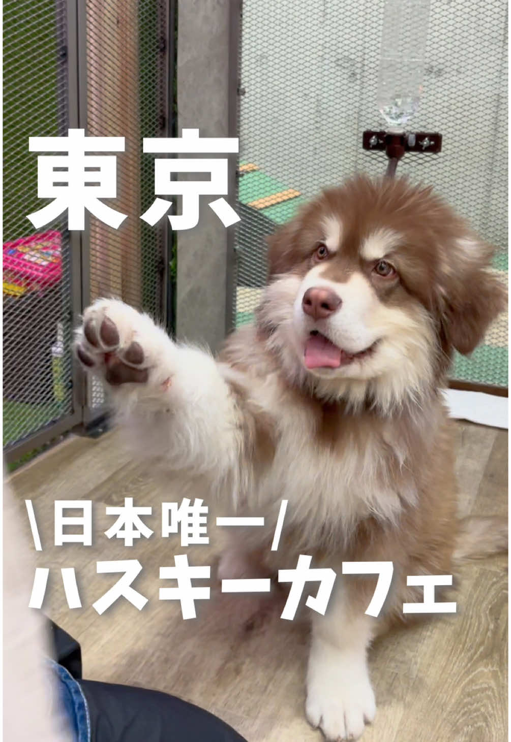 @ひだまり|東京発おでかけカップル☀️