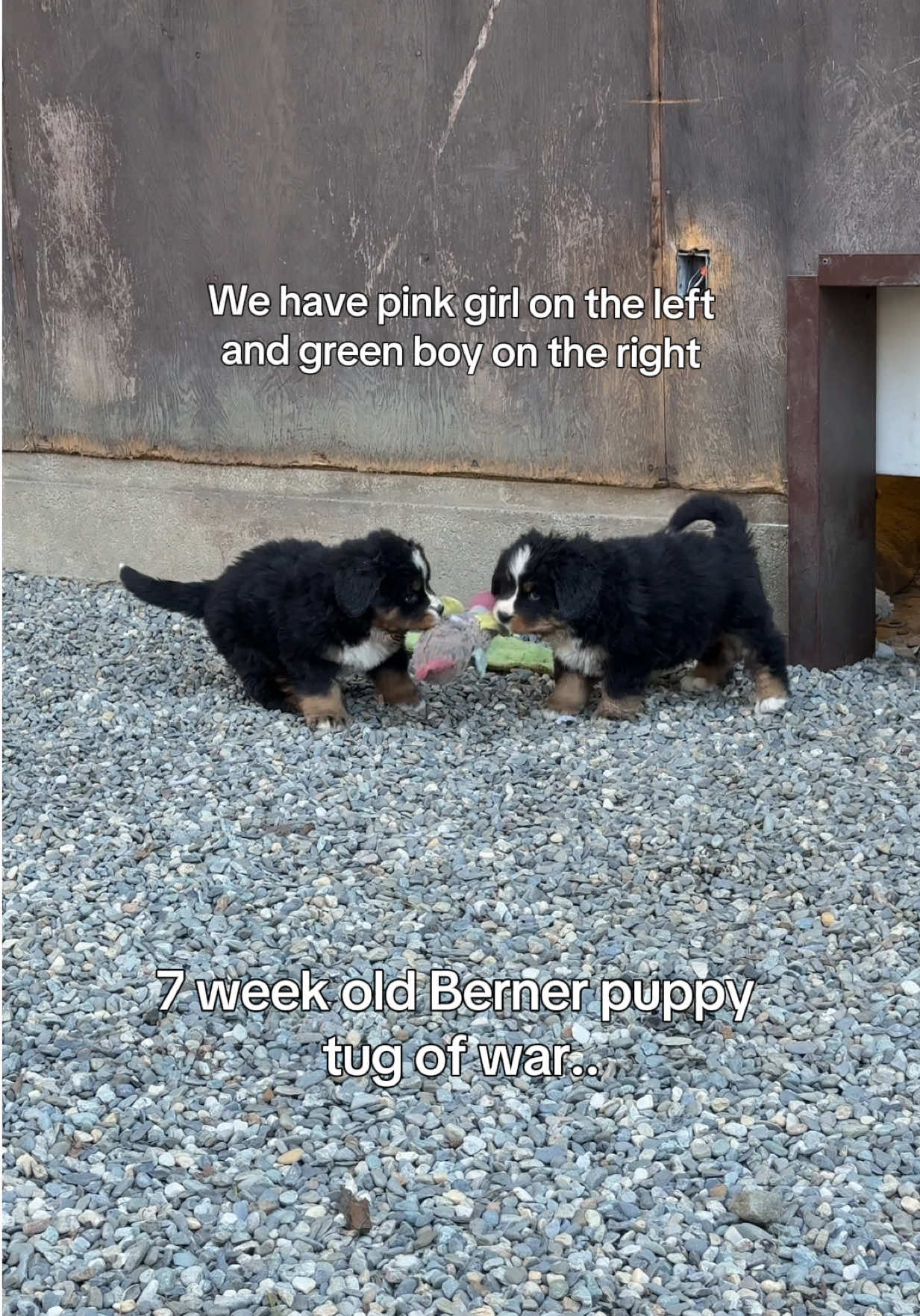 @Alpenspirit Bernese