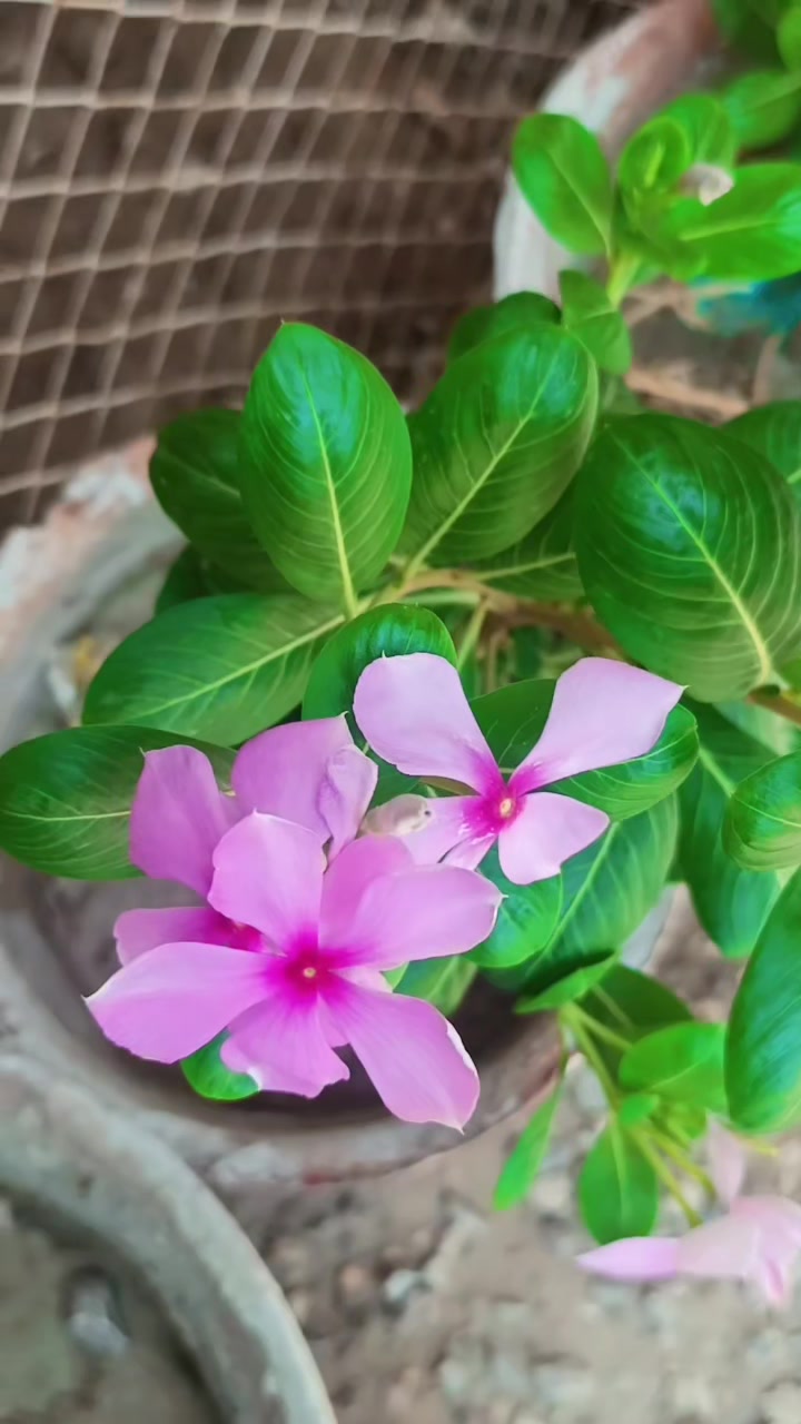 @𝑺𝒄𝒐𝒓𝒑𝒊𝒐𝒏💜
