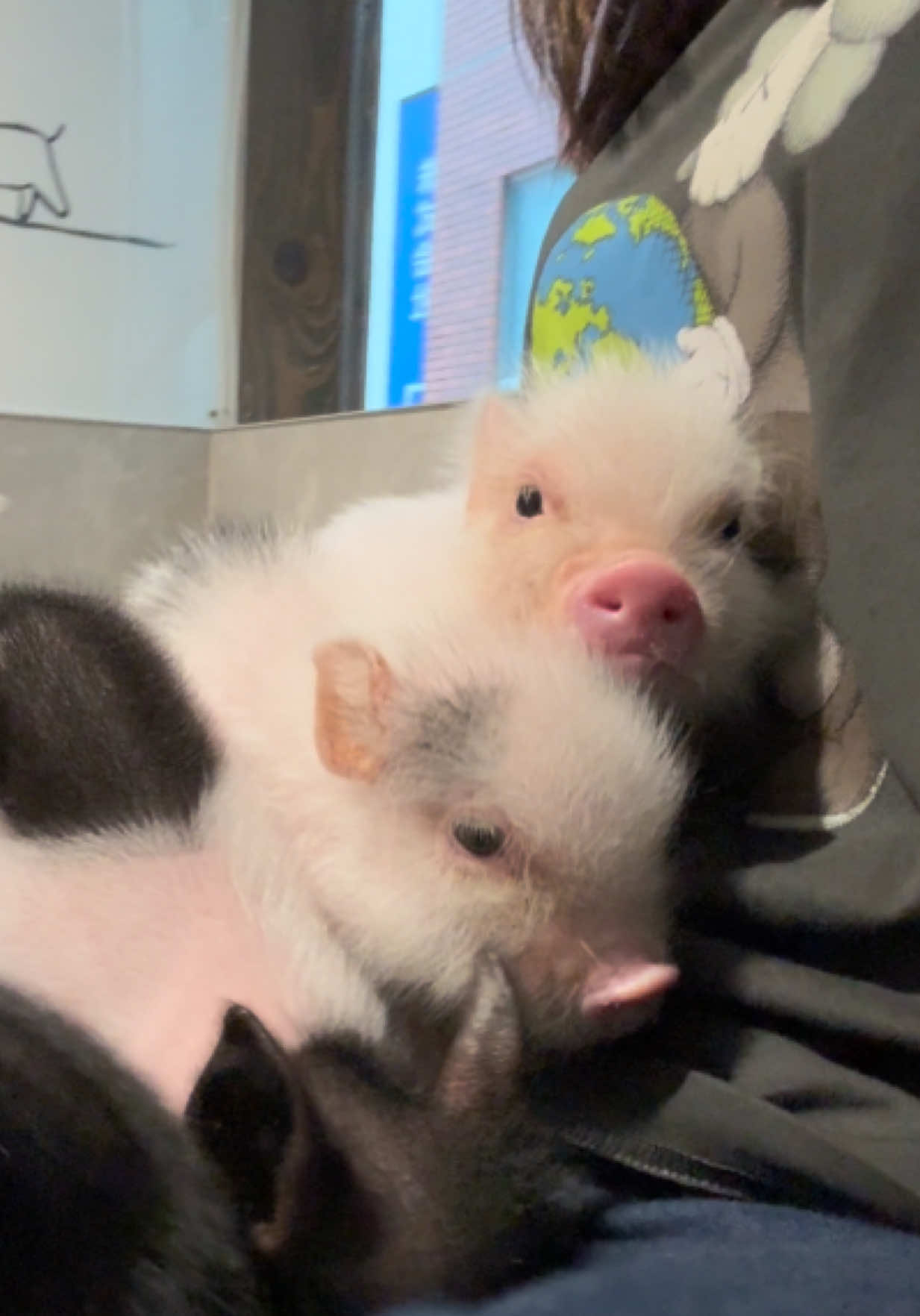@pignic