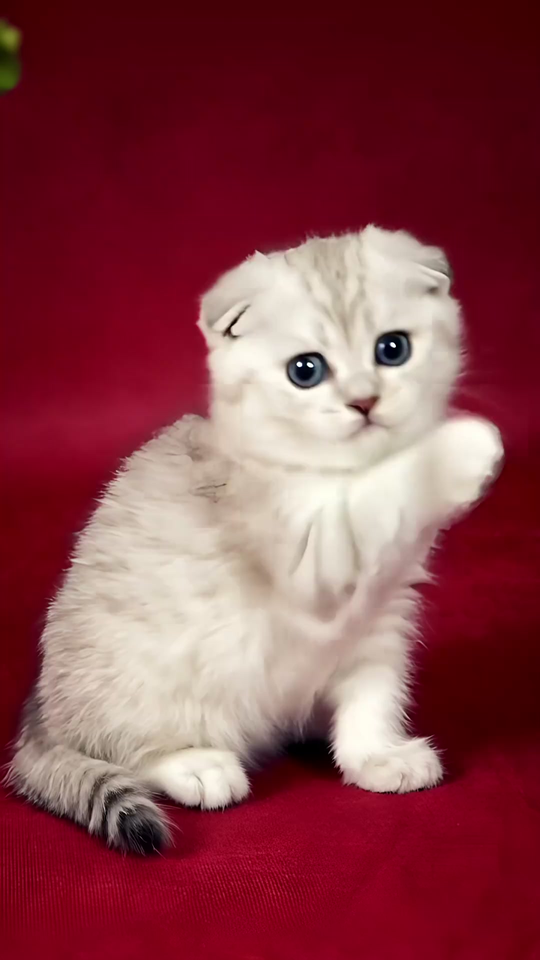 @Cute kitty club 🐱🐱🐱