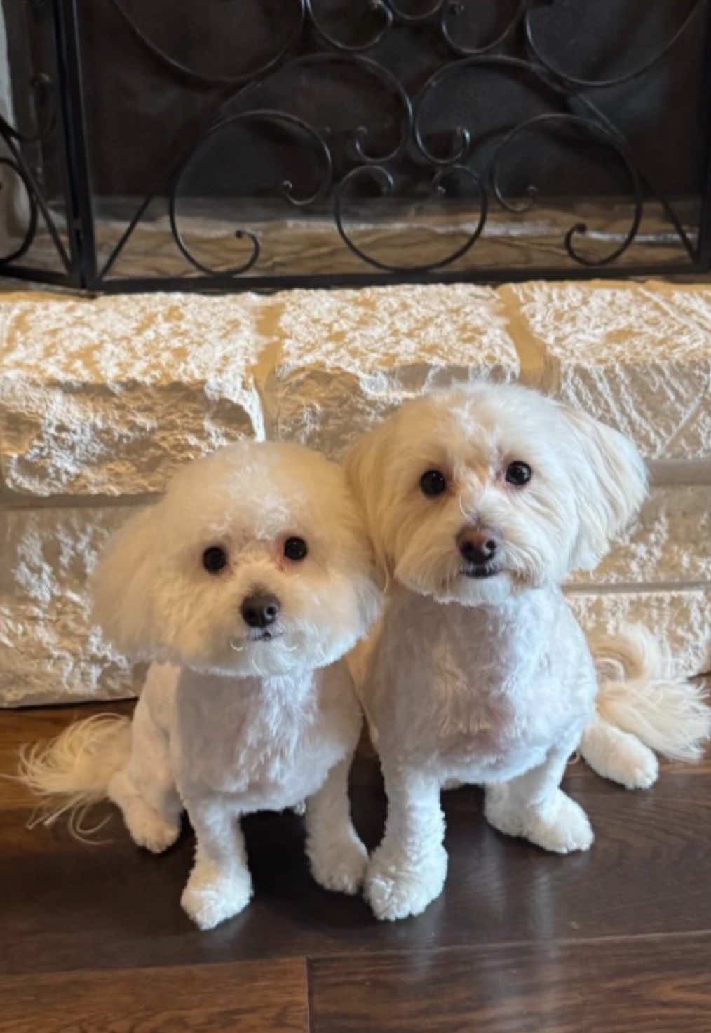 @desilynns_dogs