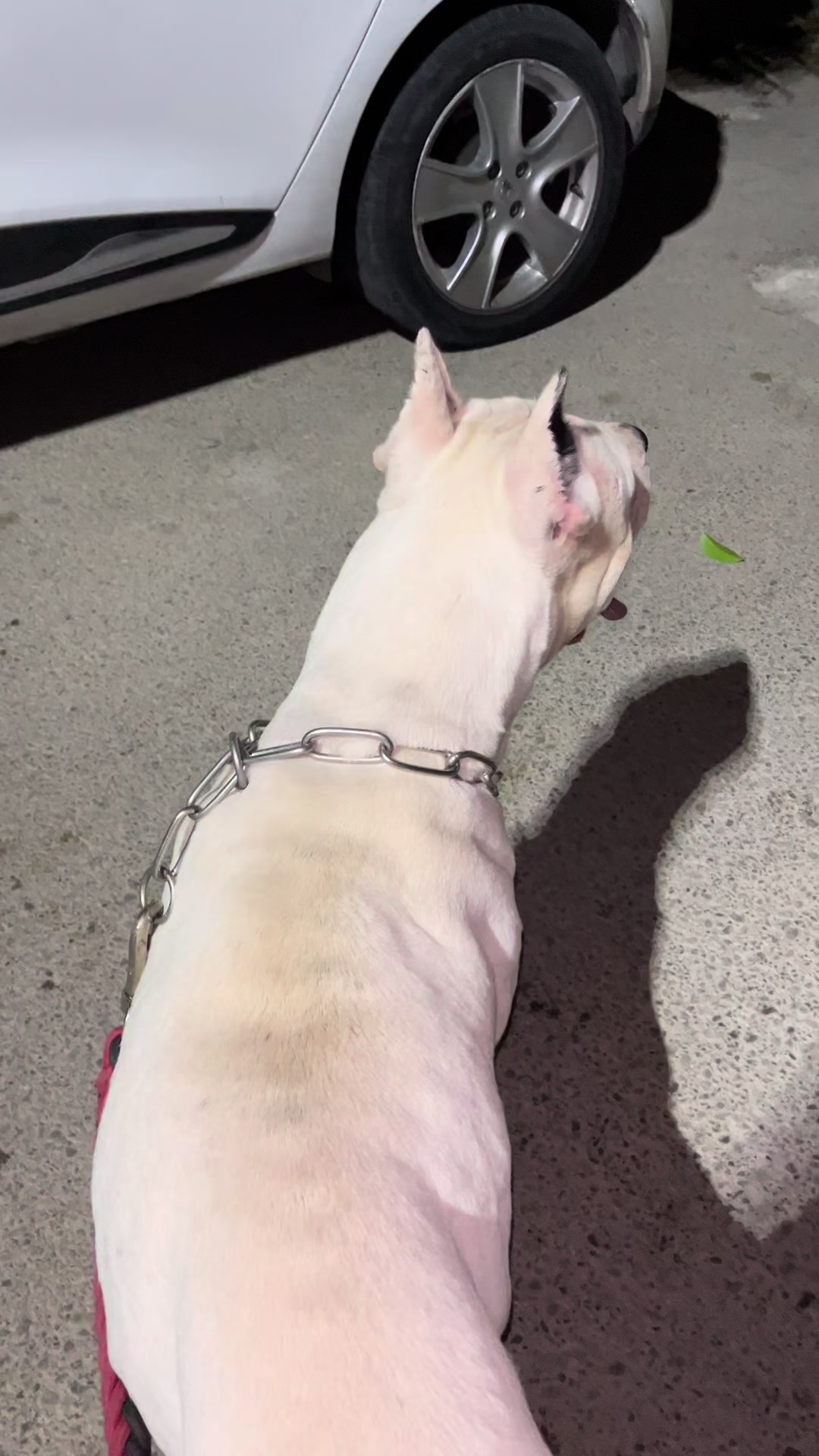 @DOGO ARGENTINO R.A.S🇦🇷🔥
