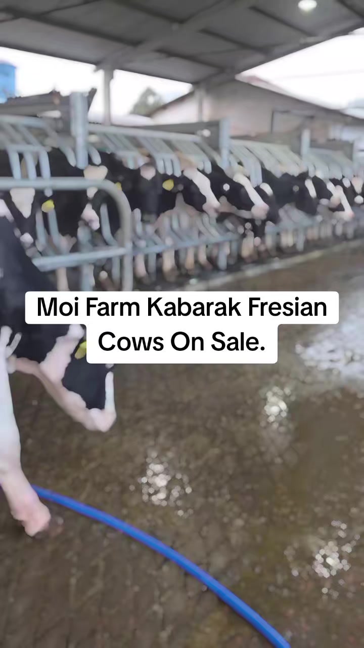 @MOI FARM KABARAK.(sponsered)