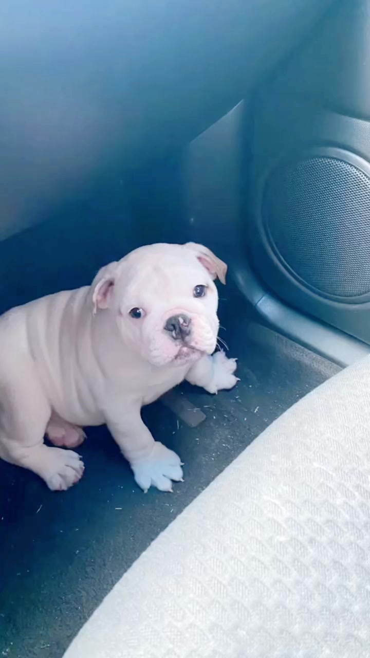 @PanchoTheEnglishBulldog