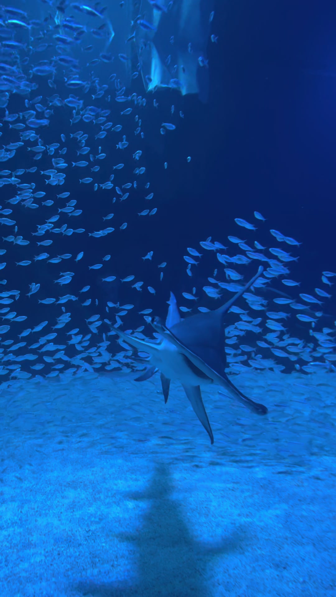 @sharklord