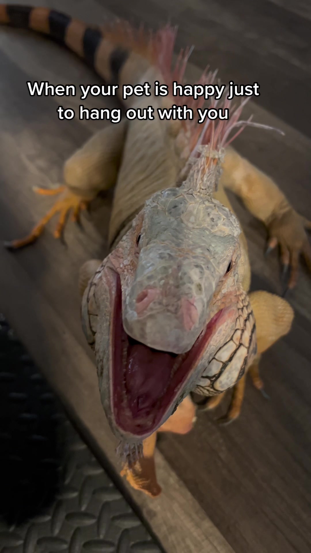 @RocketTheIggy