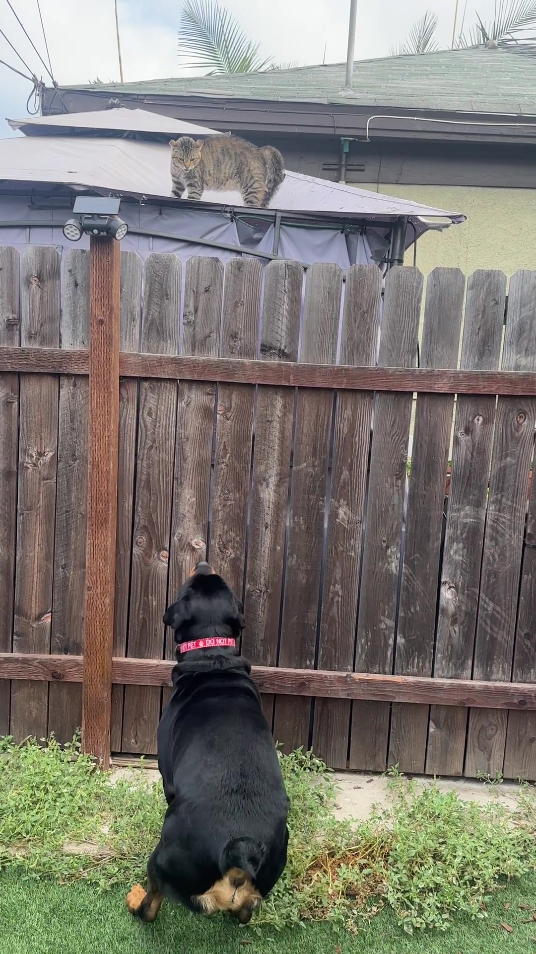 @Pluto the Rottie