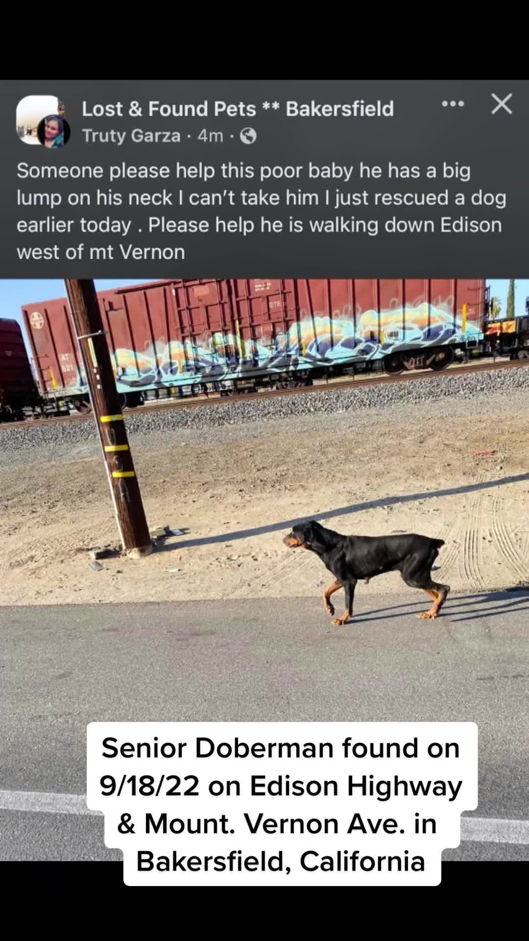 @blessed_dobies
