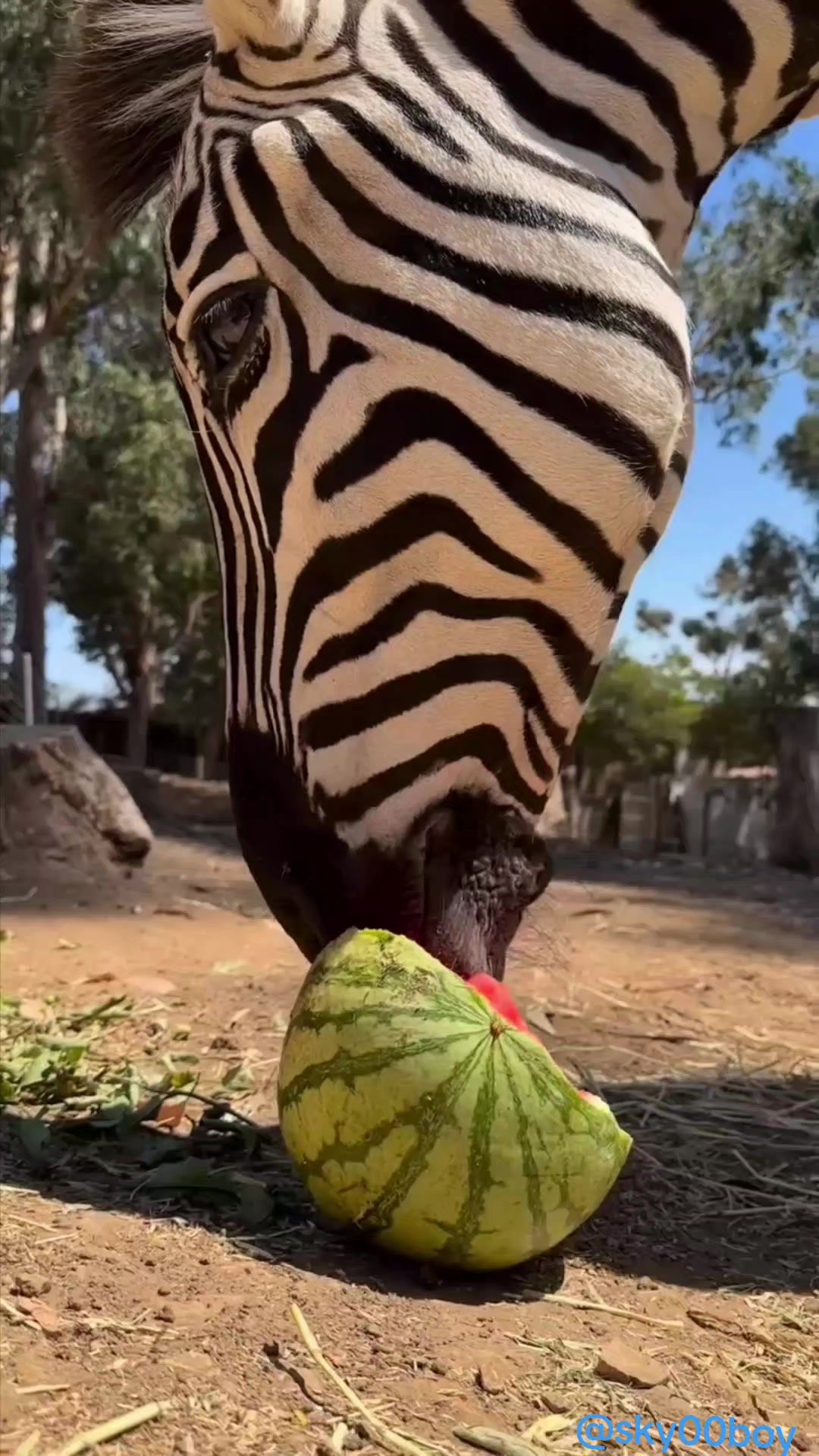 @Wild Animals