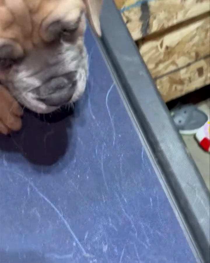 @bugattibloodlinekennels