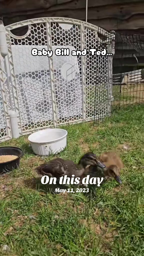 @Cluck and Waddle Farm Rescue