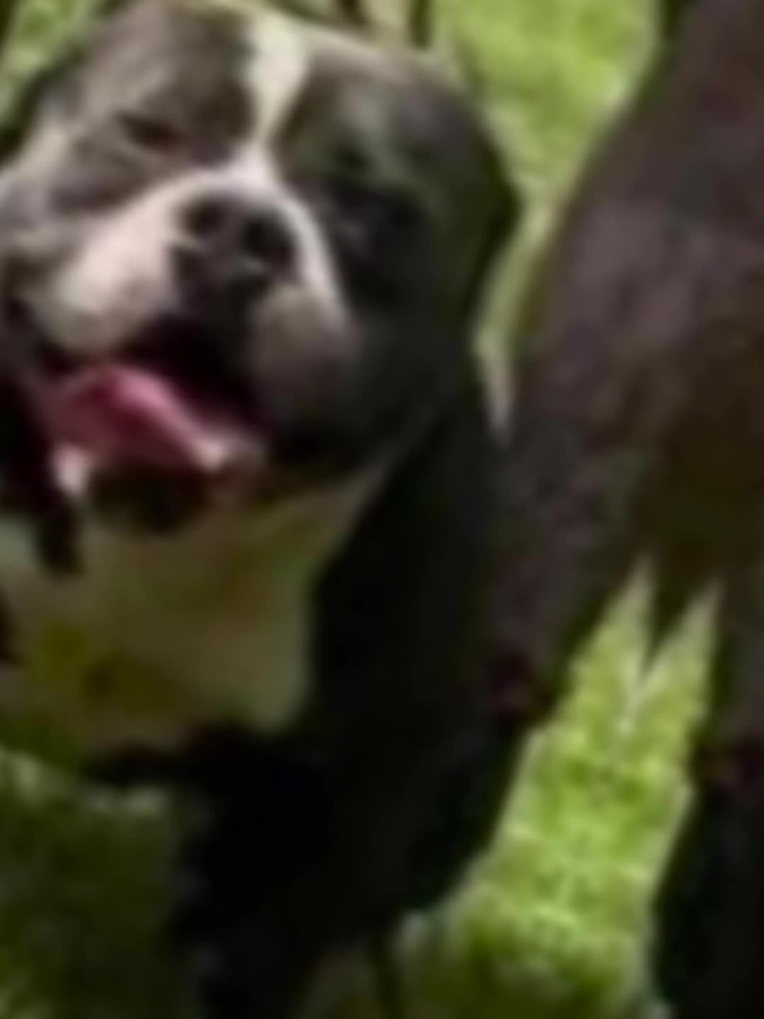 @smithbrothersbullies1