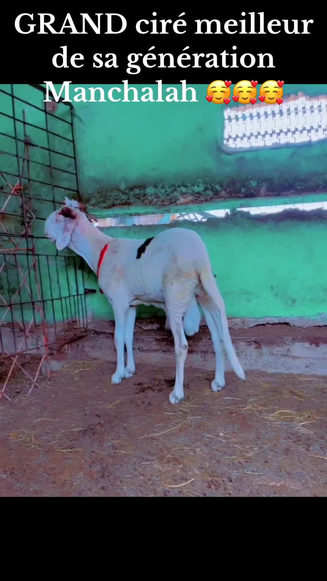 @Guemelevage.com