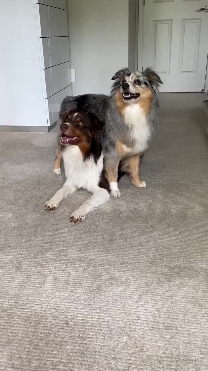 @MOST TALENTED ANIMALS