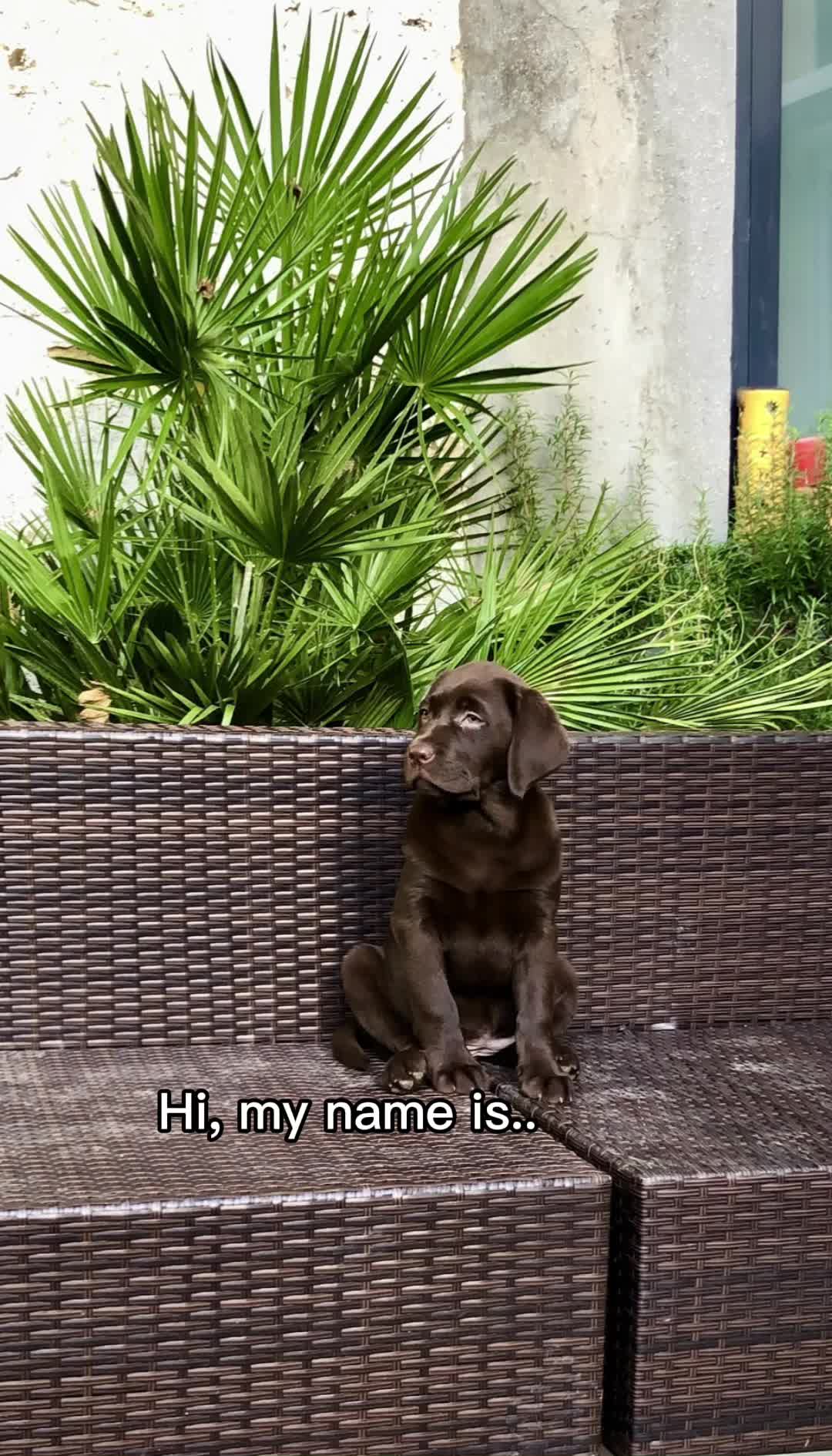 @Caïpi 🐾