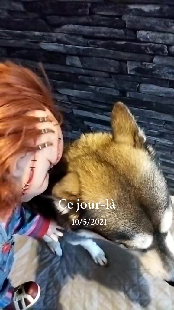 @werewolf 🐺dog de l'enfer➕👺😈
