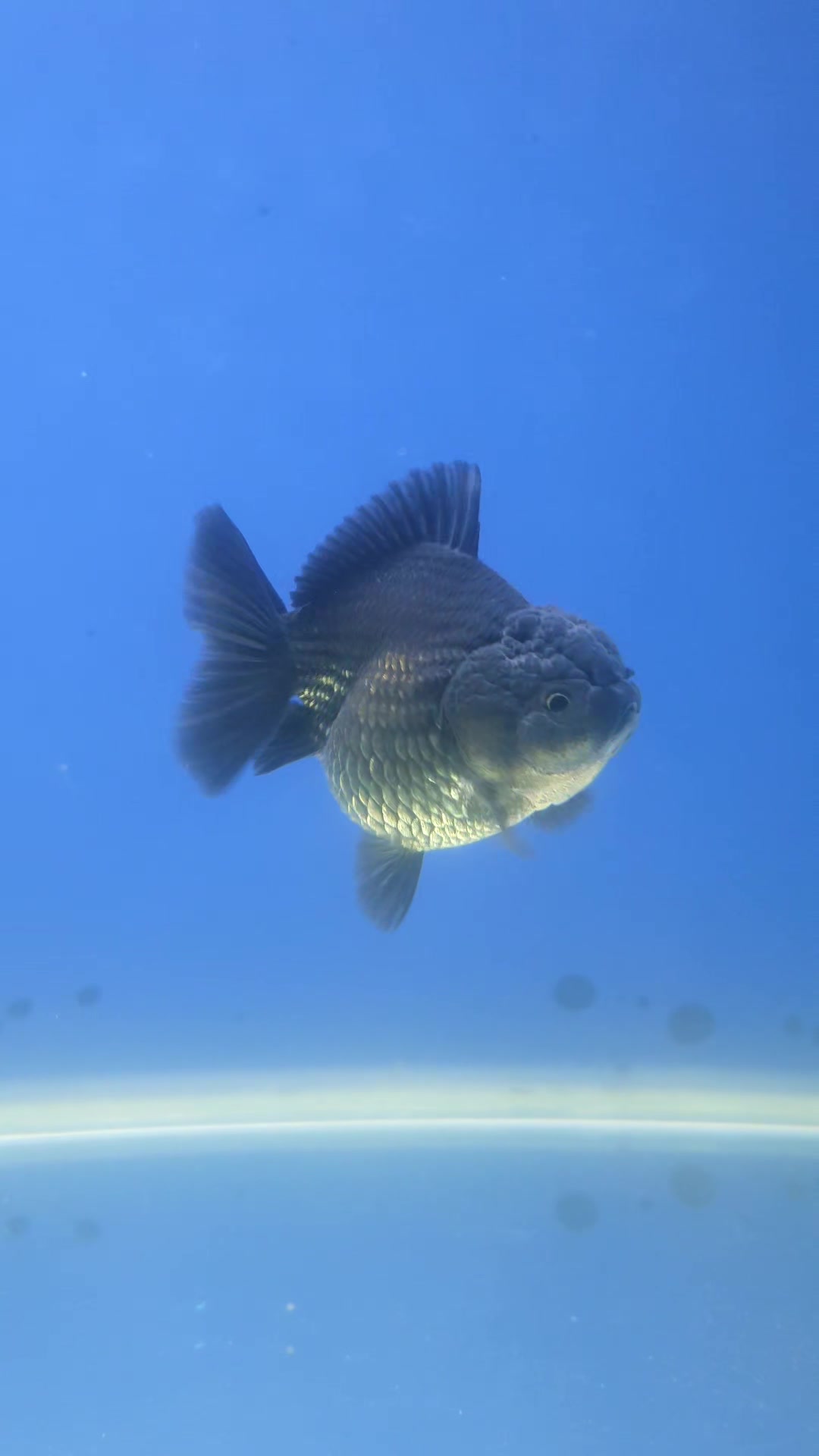 @Ace Aquascape