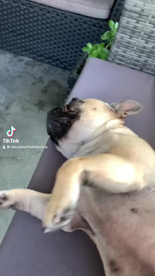 @Miss Lola the Frenchie