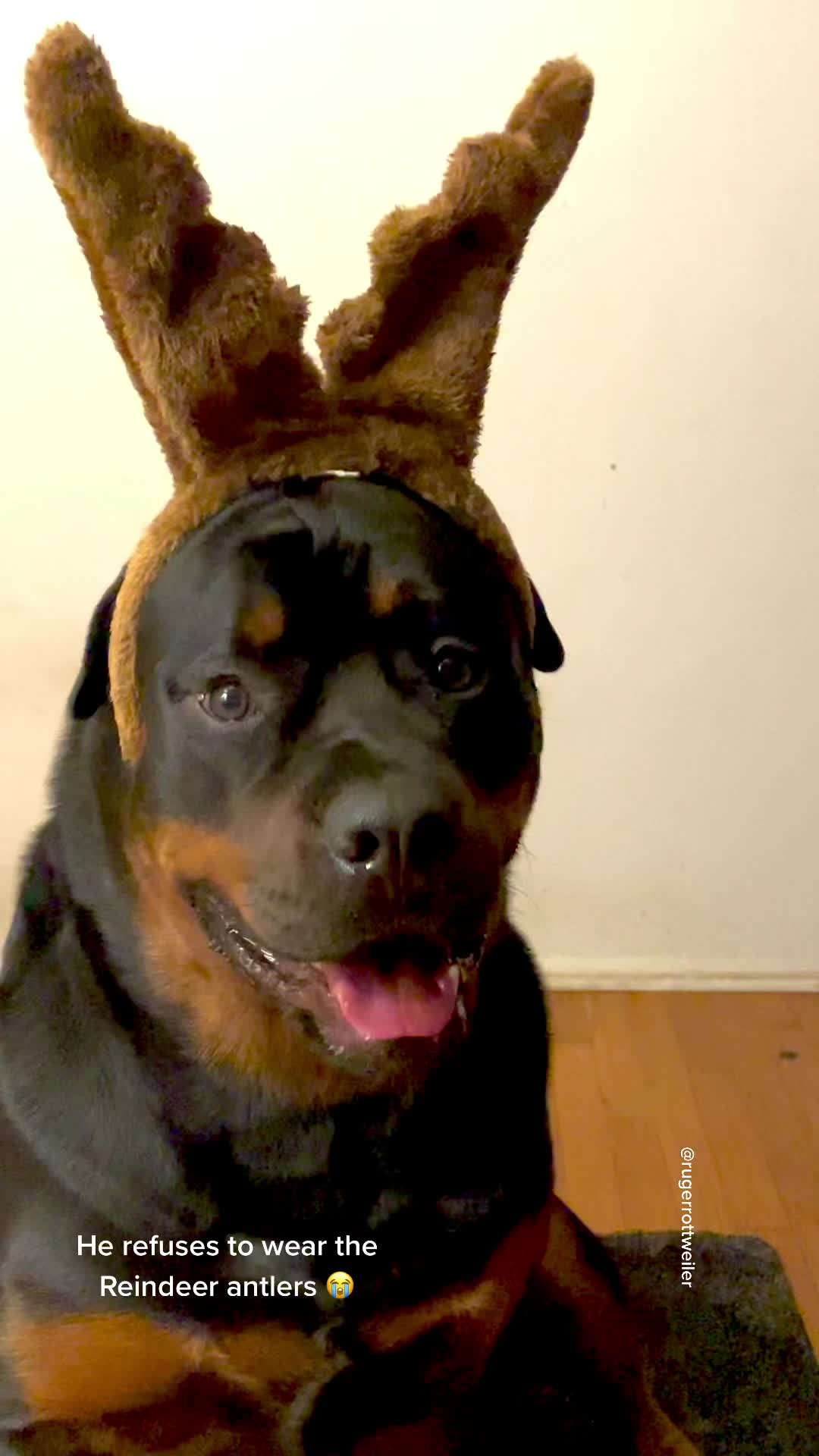 @RottweilerRuger