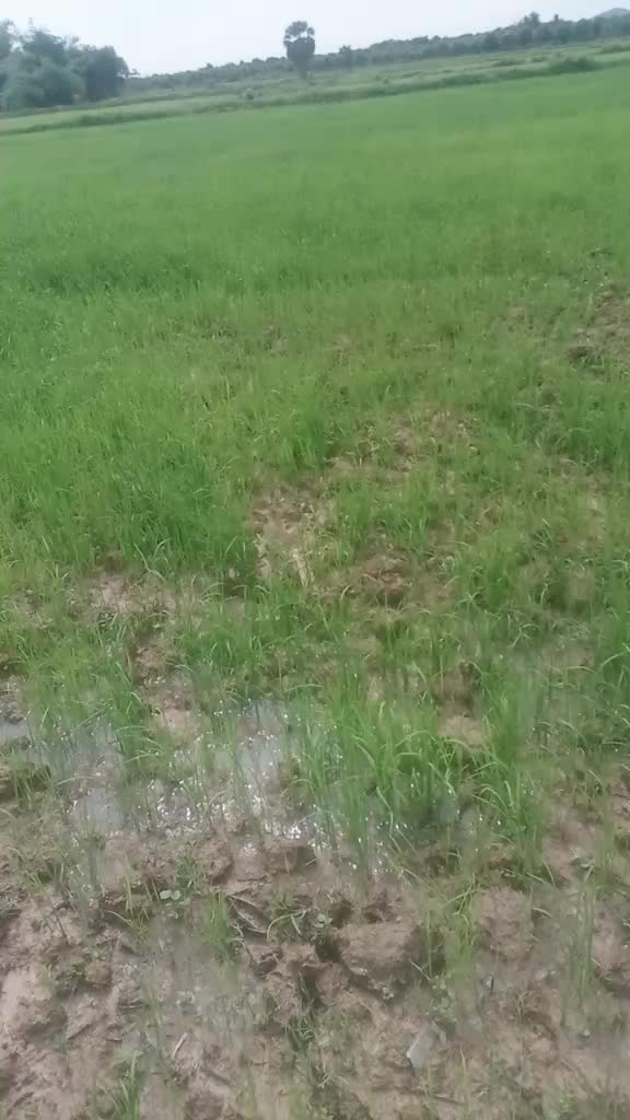 @ប្រុសស្មោះ