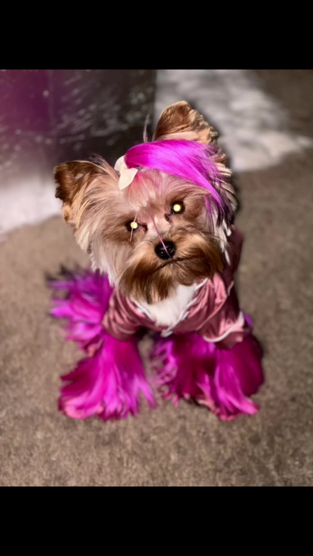 @RedBeautyYorkies🐾