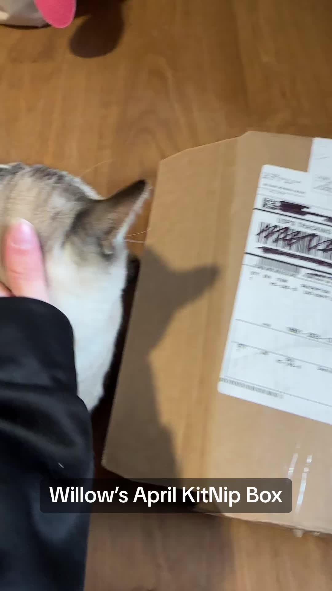 @willowthecollegecat