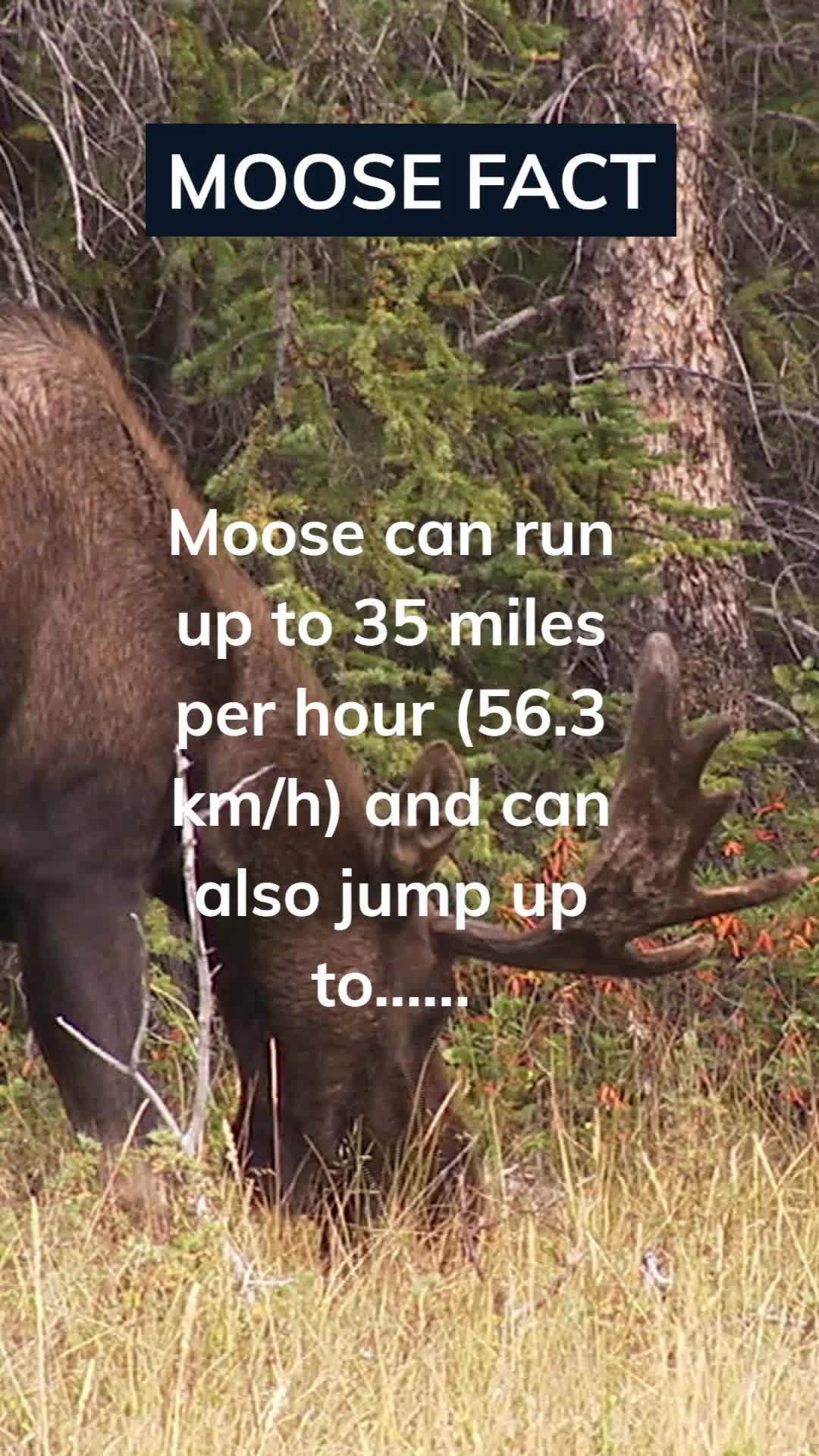@Amusing Animal Facts