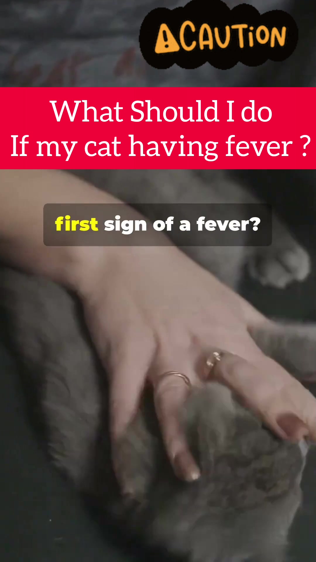 @DDhousepet