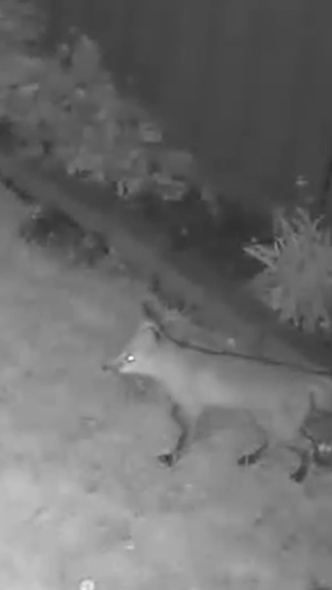 @F๐ฆXSEE๐Footage๐๏ธ