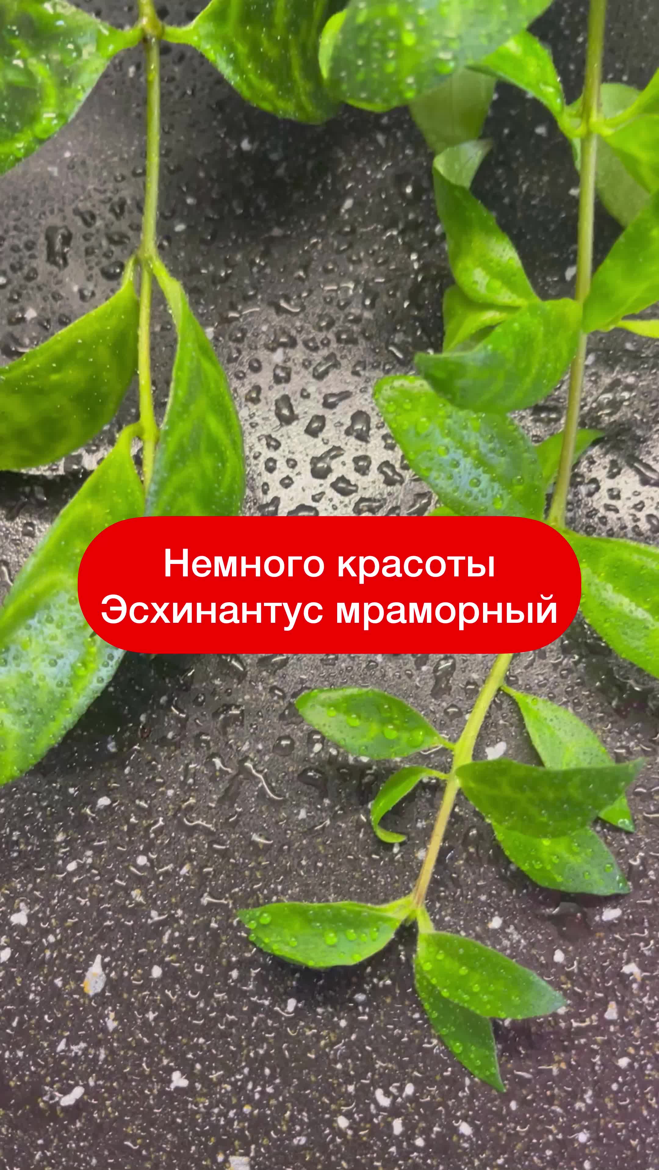 @Елена 🌱 Рай можно купить