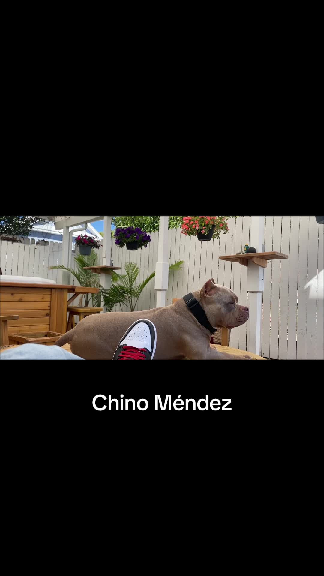 @chinomendezbully
