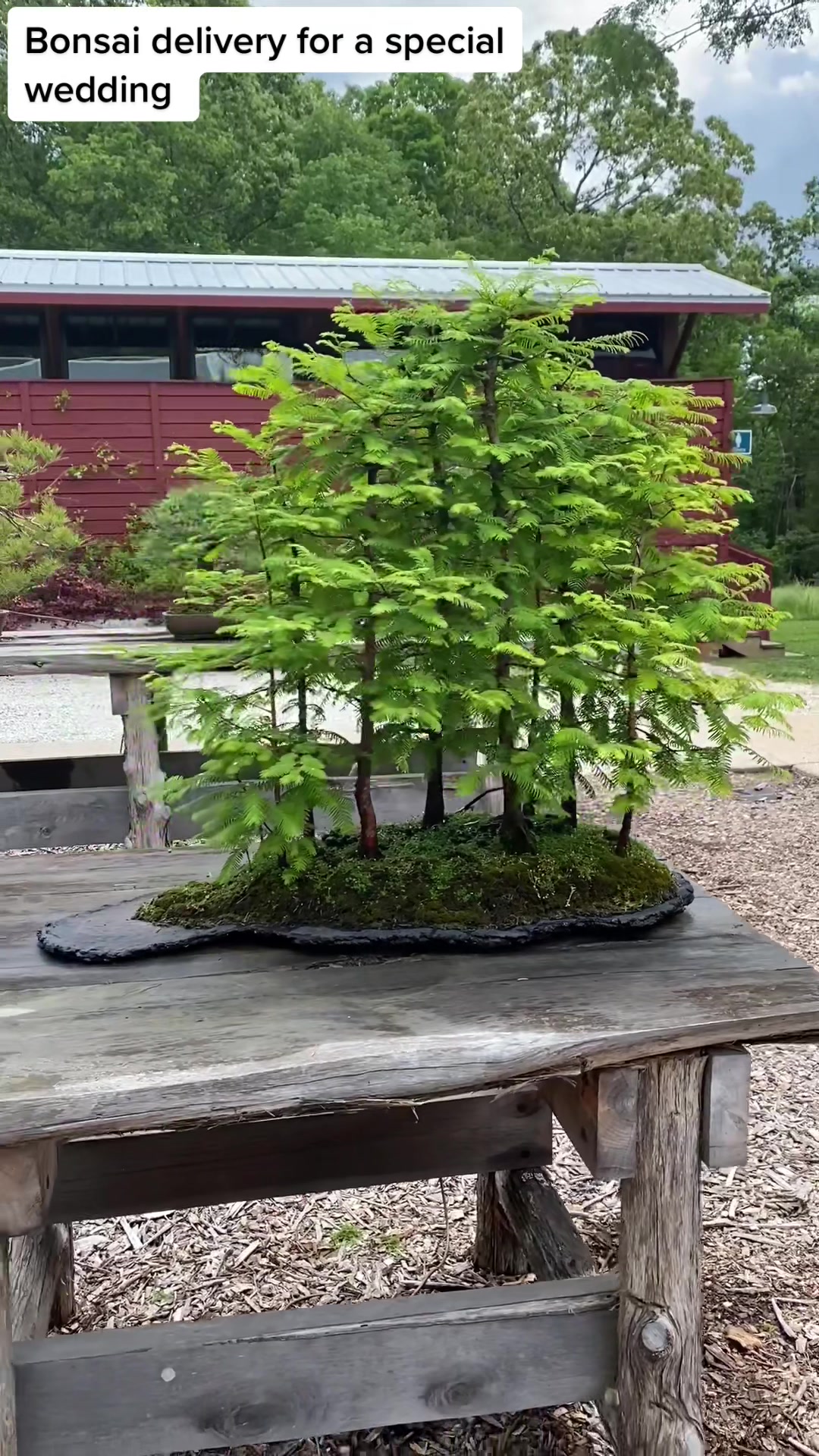 @Bonsai Movement
